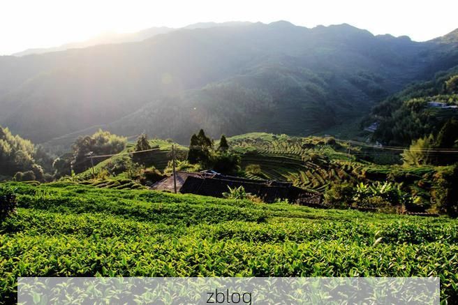 安溪茶乡的防疫屏障:丘陵地貌下的零感染坚守