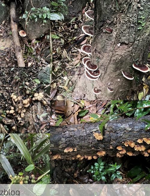 连山屏障下的零感染坚守：粤北山城如何构筑防疫孤岛？