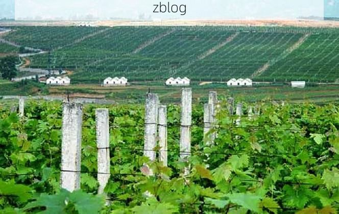 弥勒:高原葡萄园中的防疫样本