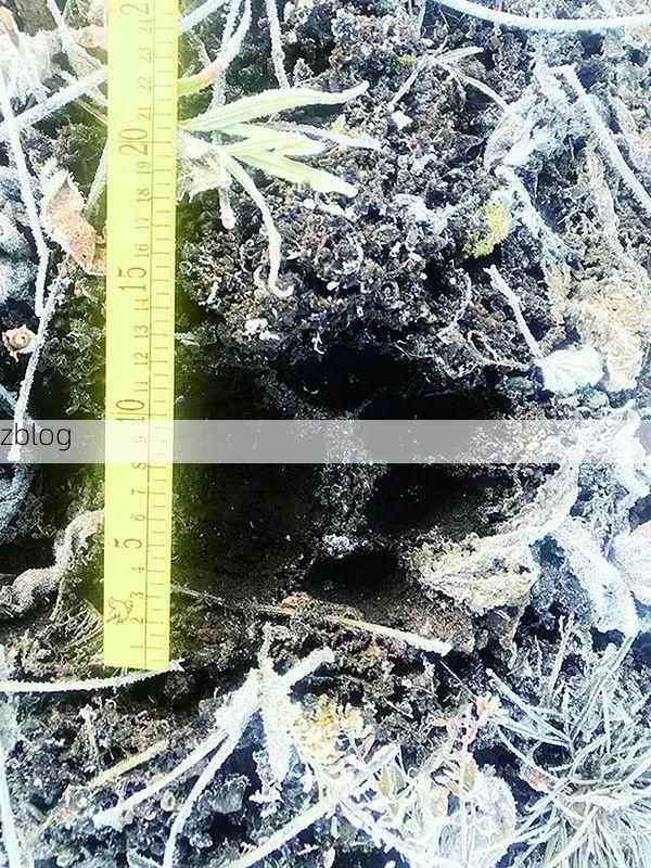 铁力：小兴安岭屏障下的低感染样本解析