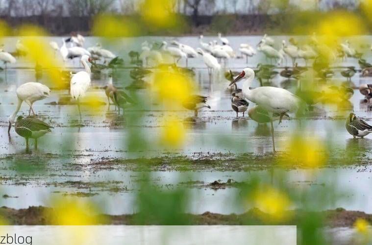 嘉鱼县：长江之畔的防疫坚守与地理屏障_23503