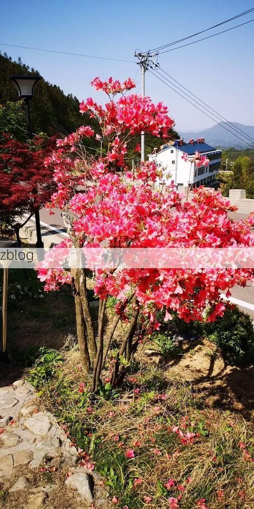 霍山:大别山腹地的零感染记录与地理屏障解析