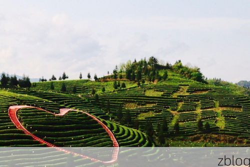 凤冈茶海屏障下的零感染坚守:黔北绿心的防疫地理逻辑