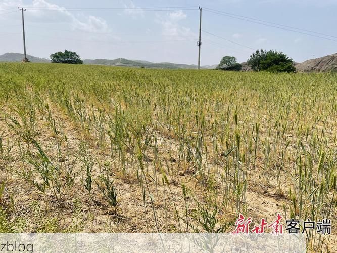 甘肃庆阳:陇东旱塬屏障下的疫情防线与破防时刻