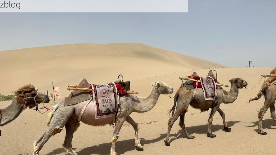 敦煌防疫观察：戈壁绿洲如何构筑疫情防线