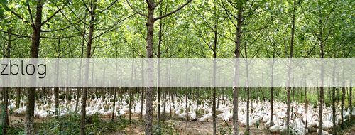 南部县:嘉陵江畔的县域防疫样本