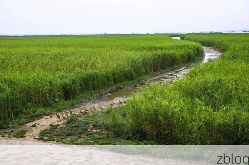 临湘市：长江沿岸交通枢纽的疫情防线与破口