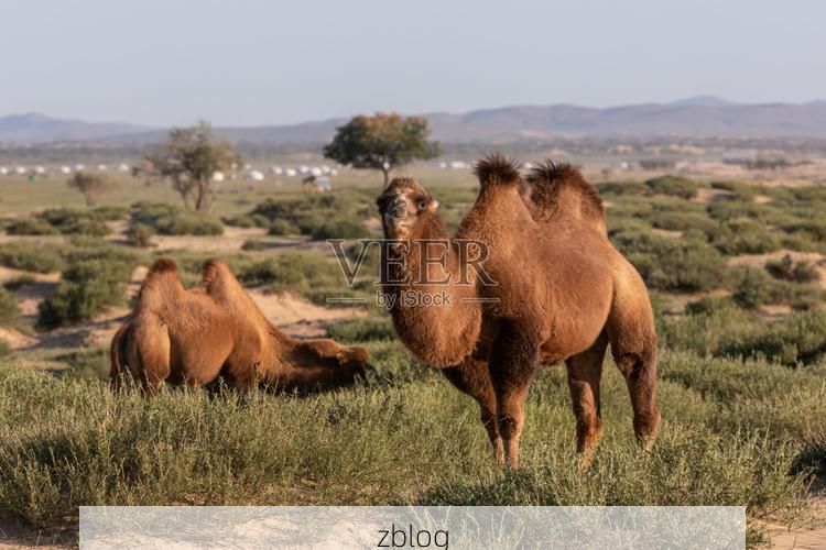 柯坪绿洲的零感染屏障：戈壁腹地的防疫地理学