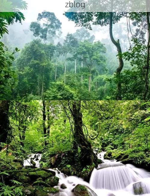 热带雨林屏障下的防疫平衡：西双版纳边境防控的挑战与应对