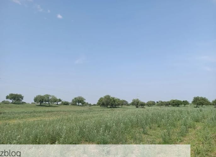 白城:科尔沁草原腹地的零感染防线如何铸就?