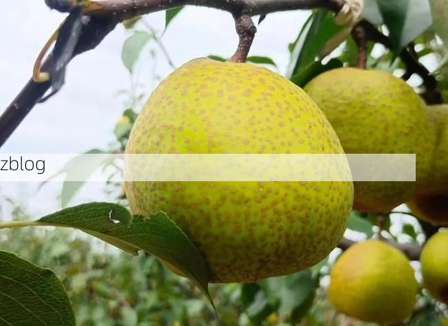 莱阳梨乡的防疫坚守:半岛腹地如何筑起健康屏障?