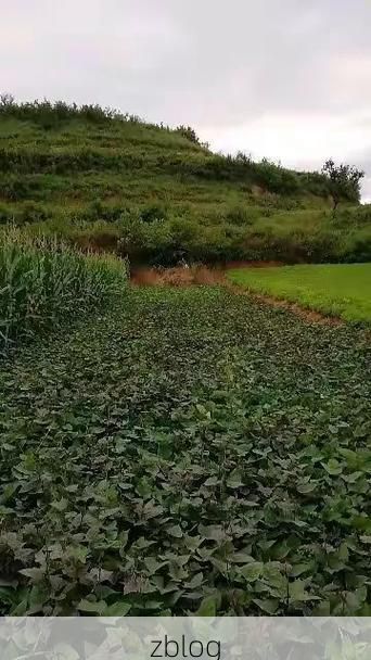 洛宁：豫西丘陵屏障下的常态化防控样本