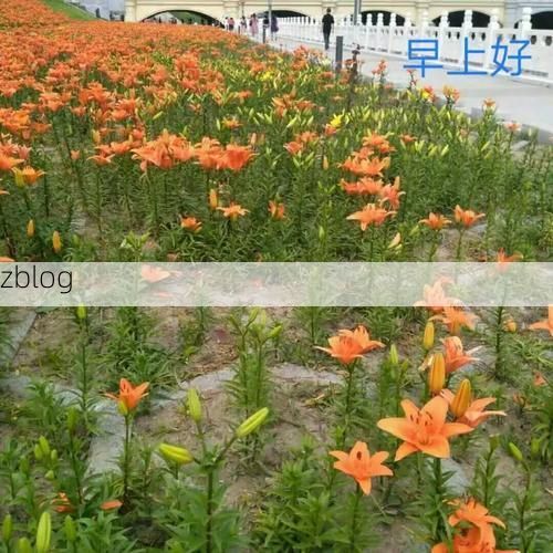 伊通河畔的防疫坚守：满乡地理屏障下的低感染样本