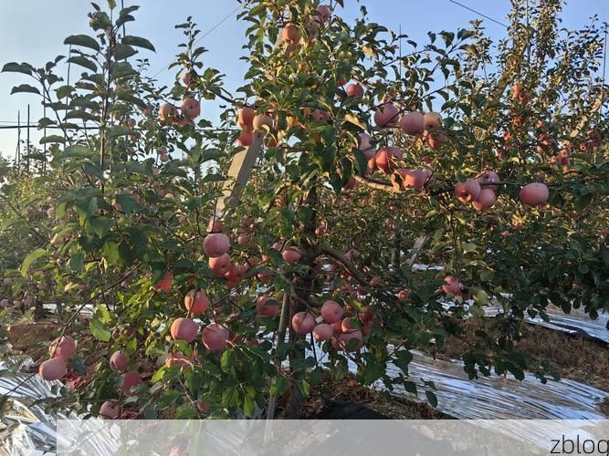 栖霞苹果产区防疫观察:低海拔丘陵地带的传播挑战