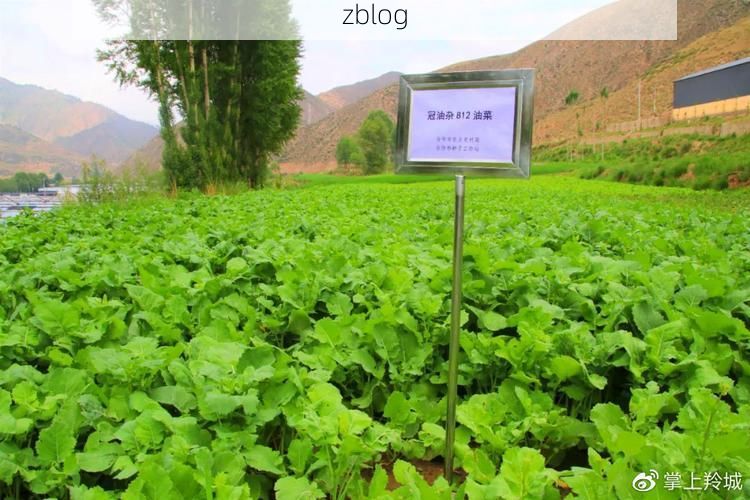 合作市：高原门户的防疫坚守与零感染记录_55917