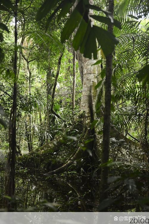 白沙黎族自治县：热带雨林屏障下的零感染坚守_72033
