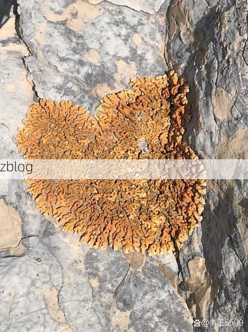 阳山：粤北生态屏障下的低感染样本观察