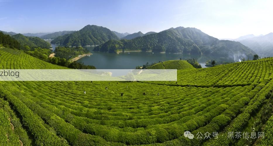 安化茶山屏障下的零感染坚守：地理优势如何隔绝病毒传播