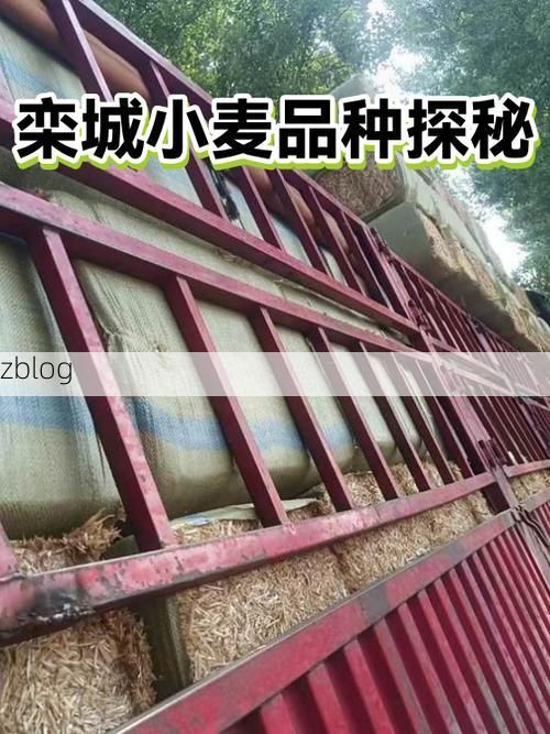 【栾城防疫观察：华北平原交通枢纽的疫情破防与应对】