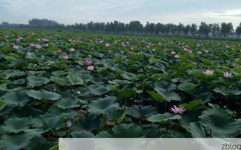 鹿邑：豫东平原的静默防线与零星破防